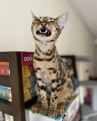 Cat sitting on boxes and about to sneeze.