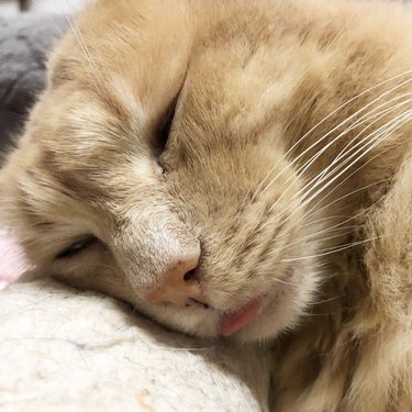 Ginger cat sleeping with their tongue slightly out.
