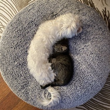 Maltese dog and gray kitten sleeping and cuddling.