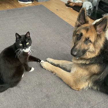 German shephard dog and tuxedo cat touching paws and looking at the camera.