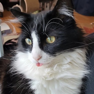 Black and white cat with yellow eyes doing a blep.
