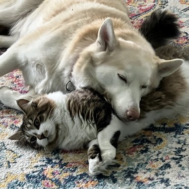 Dog and cat cuddling on a rug.