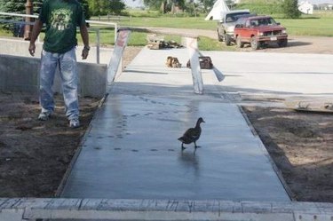 duck leaves paw prints in wet concrete