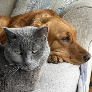 Korat cat looking into the camera and sitting next to a red golden retriever.