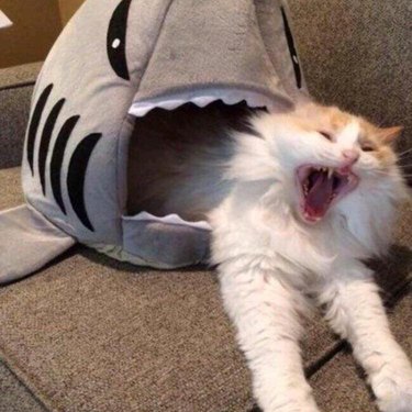 yawning cat looks like it's being eaten by shark bed