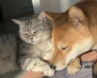 A dog and a cat cuddling together.