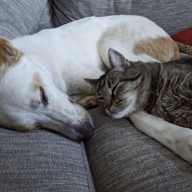 Senior cat and shepherd dog sleeping on a couch.