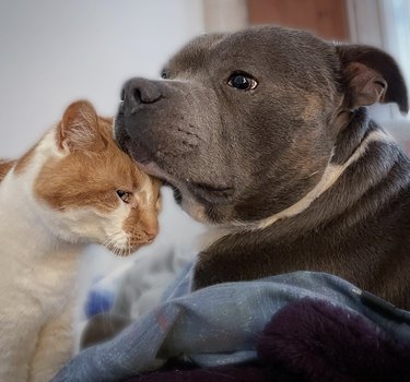 Blue Staffordshire bull terrier and ginger-white cat cuddling.