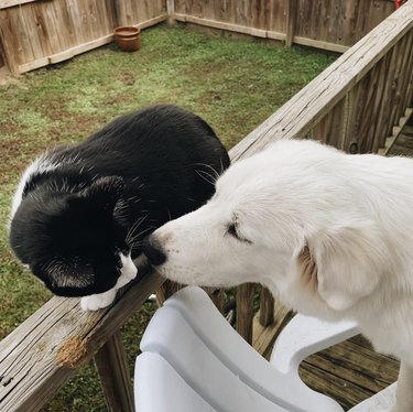 Tuxedo cat sitting on a wood fence and kissing a great Pyrenees dog.
