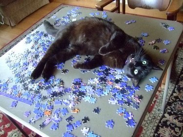 cat falls asleep on unfinished puzzle