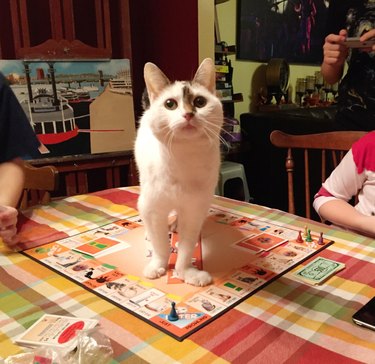 cat disrupting game of Monopoly