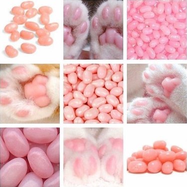 cat paws look like jelly beans