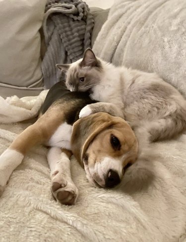 Ragdoll cat and beagle pupppy cuddling together on a blanket.