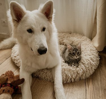 Maine coon kitten and white Swiss Shepherd Dog sitting together on a bed.