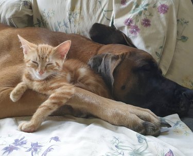 great dane sleeping with their leg around an orange kitten who is also sleeping.