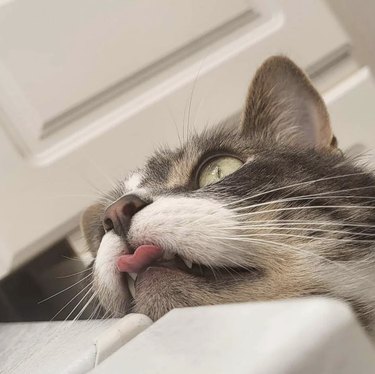 Cat looking up and doing a blep.