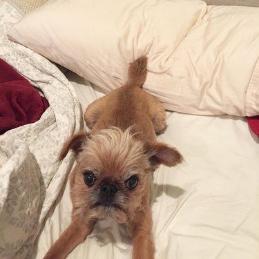 dog claims man's pillow