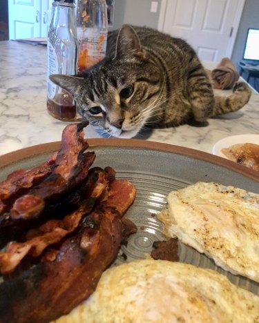 cat reaches for bacon on plate