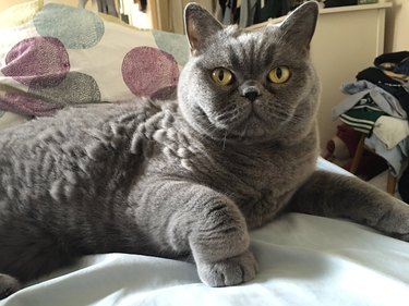 cat with paw perched up