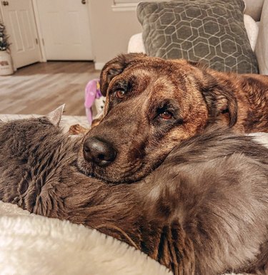 Plott hound resting their head on a sleeping cat and looking into the camera.