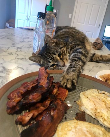 cat reaches for bacon on plate