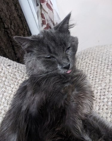 Gray cat sleeping and doing a blep.