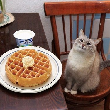 cat smiles at waffle