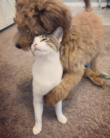Golden doodle puppy and cat cuddling.
