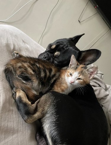 French bulldog and a cat cuddling together.