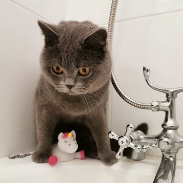 British shorthair cat sitting with a unicorn bath toy and looking into a tub.