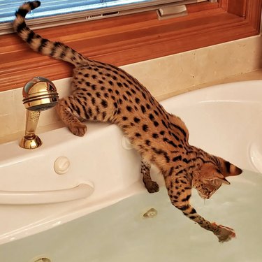 Savannah cat reaching into a filled bathtub to catch something.