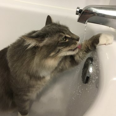 Maine coon cat drinking water from a bathtub tap.