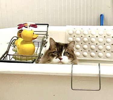 Siberian cat sitting in a bathtub with a duck-shaped soap dispenser on a bath tray.