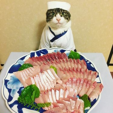 cat dressed as sushi chef
