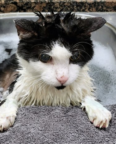 Black and white cat taking a bubble bath.