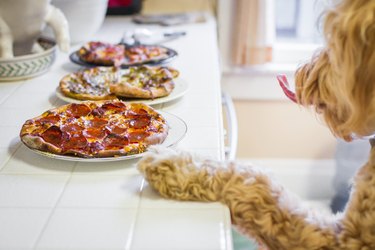 dog staring at warm pizza