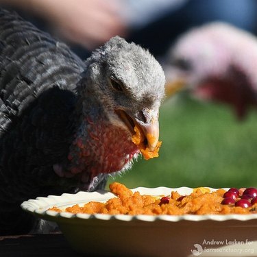 turkey eats pumpkin pie