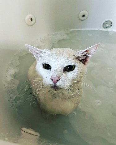 White cat sitting in a bathtub and looking at the camera.