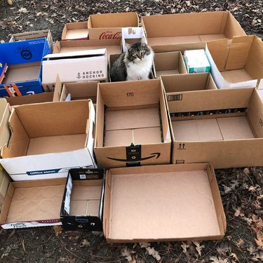 Cat sitting amid collection of a dozen cardboard boxes