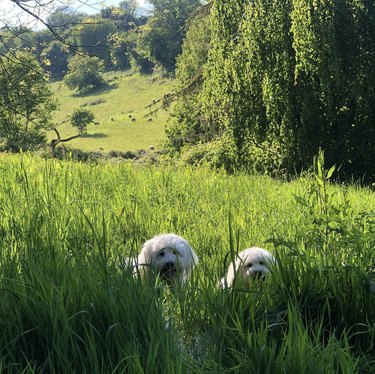 Two Havanese dogs hiding in the grassy field.