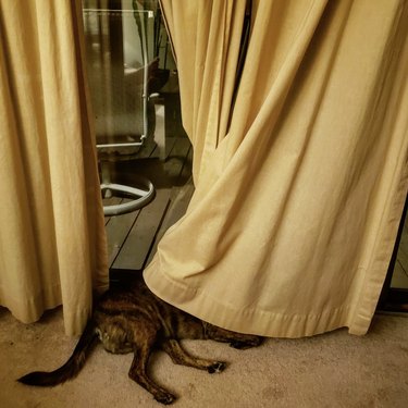 Dog half hiding under a yellow curtain.