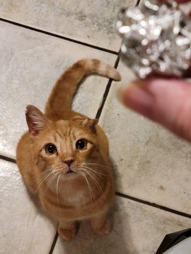 Ginger cat gazes adoringly at tin foil ball.