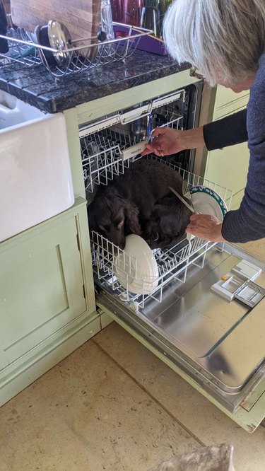 Small brown spaniel curled up on bottom rack of dishwasher.