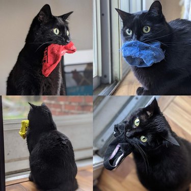 Black cat with various single socks in its mouth