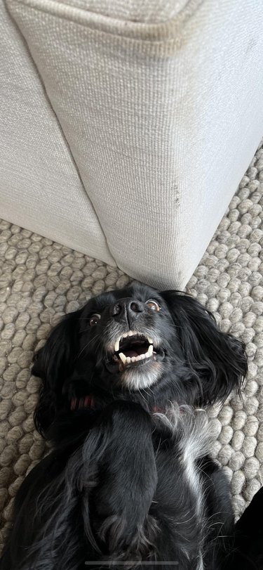 Dog laying on its back with mouth open