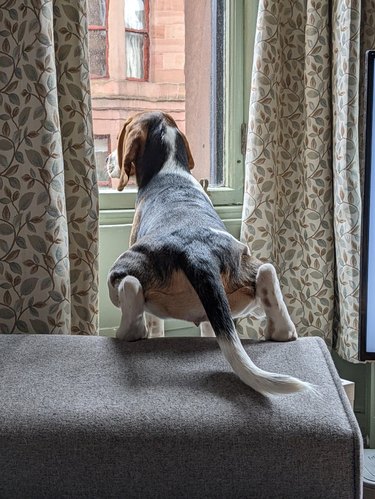 Beagle stretched between two pieces of furniture to look out window