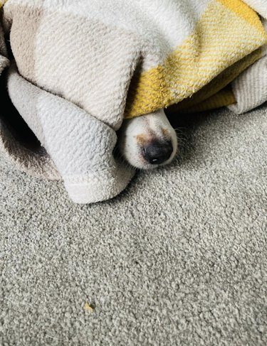 Dog hiding under a blanket with only their nose showing.