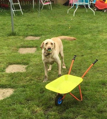 Dog in garden with pacifier in its mouth