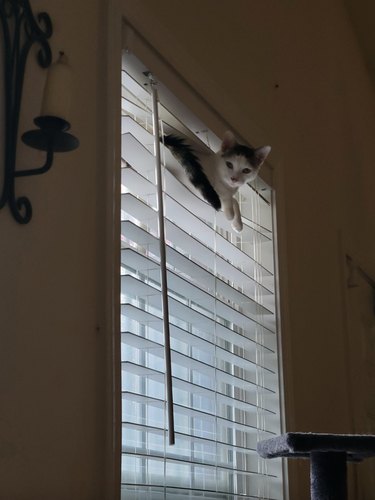 Black and white cat sitting on the top shades of a window and looking at the camera.