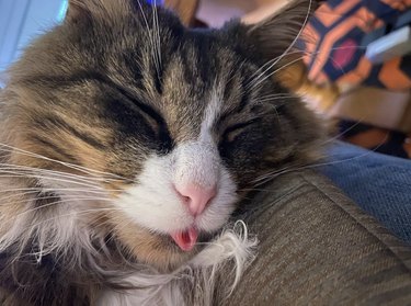 Cat doing a curled tongue blep while closing their eyes.